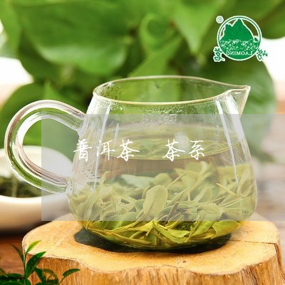 普洱茶 茶系/2023042867232